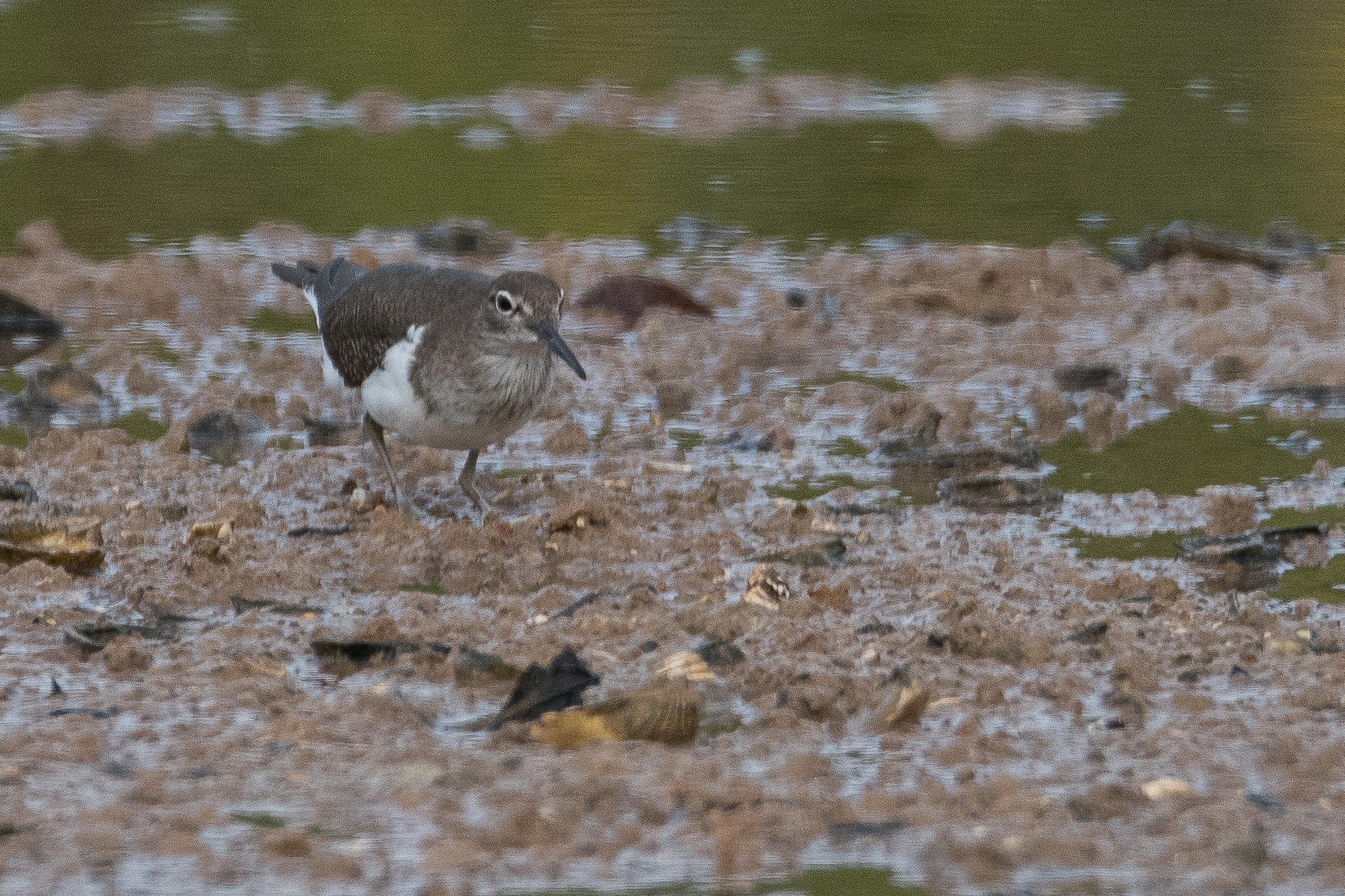 Chevalier guignette adulte (Common sandpiper, Actitis hypoleucos),  adulte nuptial, Réserve Naturelled'intérêt communautaire de la Somone, 